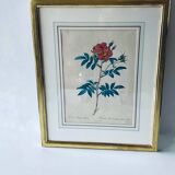 Botanical engraving framed