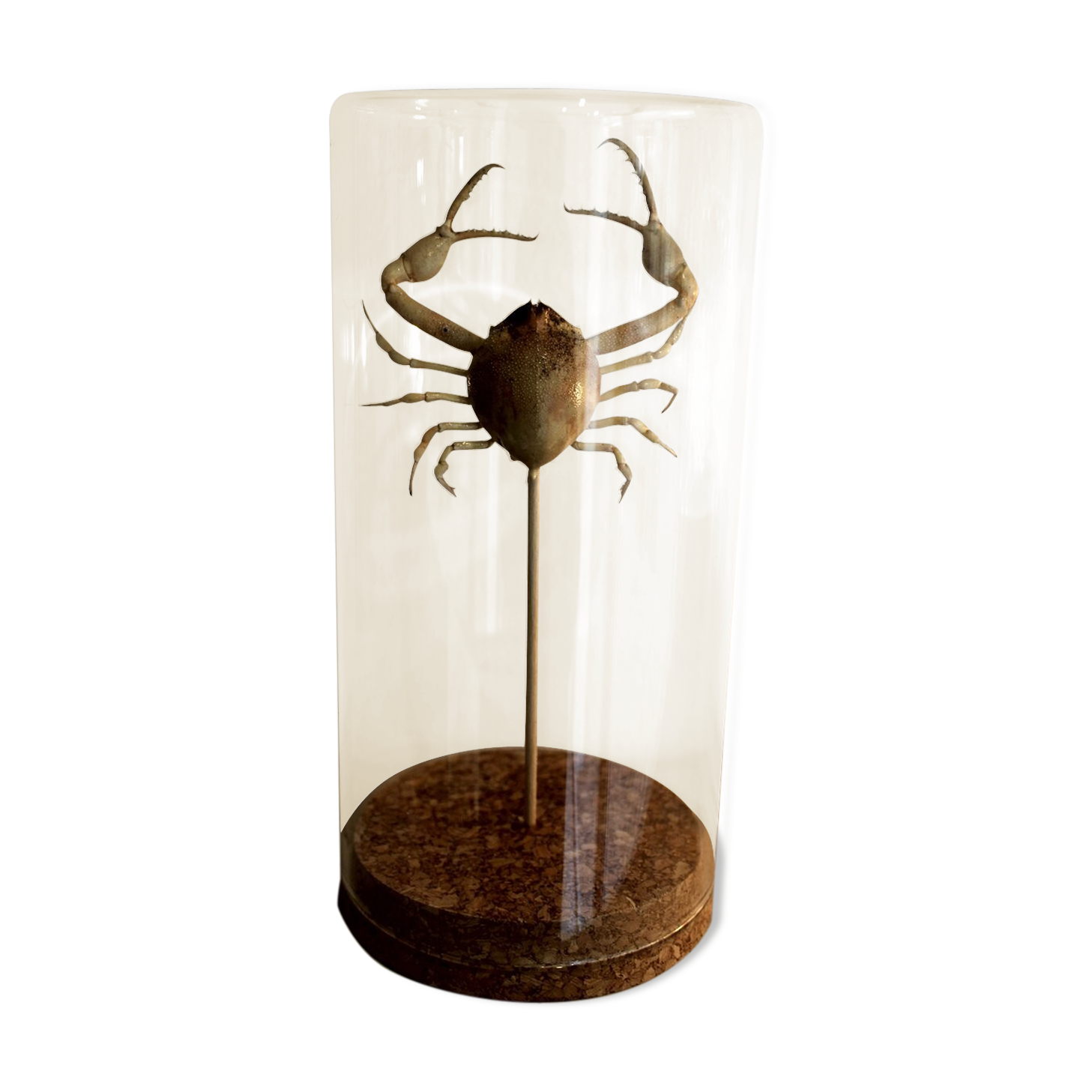 Curiosity - crabe medallion sous cloche de verre