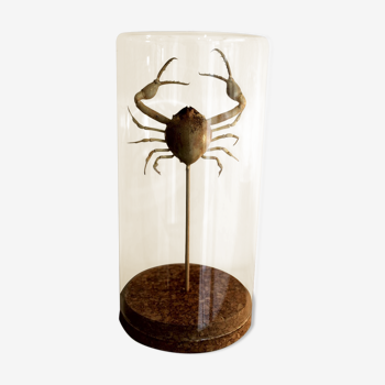 Crabe médaillon sous cloche de verre