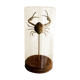 Curiosity - crabe medallion sous cloche de verre