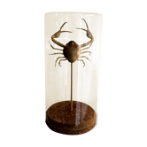 Crabe médaillon sous cloche de verre