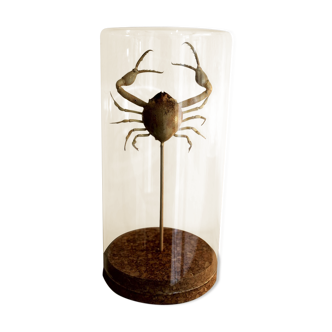 Curiosity - crabe medallion sous cloche de verre