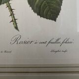 Lithographie Rose Redouté