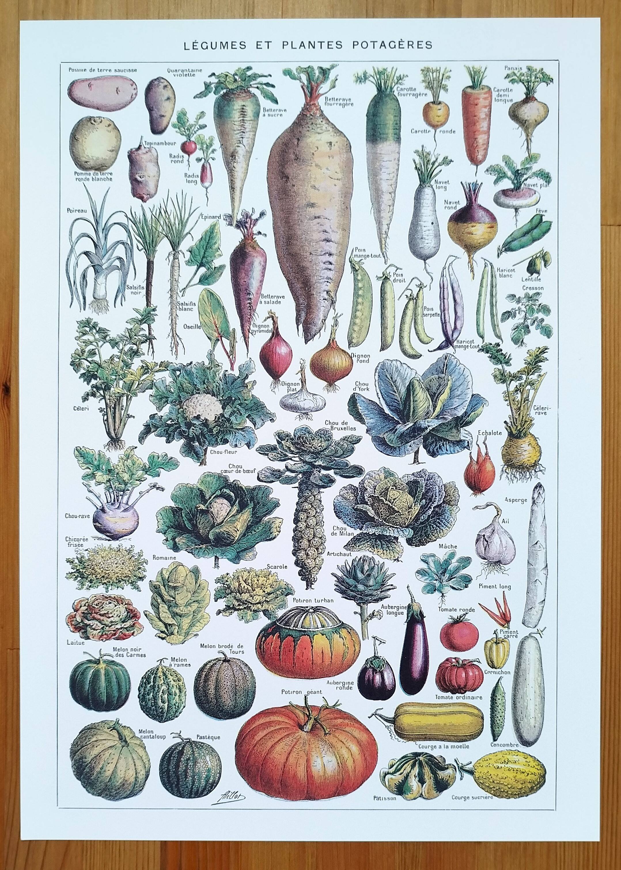 Poster about vegetables and lithograph about mushrooms