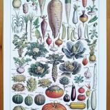 Poster about vegetables and lithograph about mushrooms
