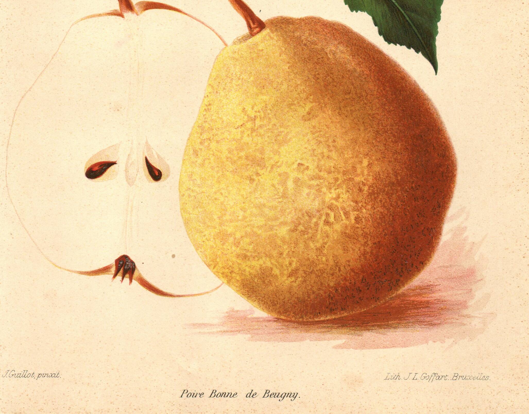 Botanical engraving 1911 - Bonne de Beaupry pear - natural fruit