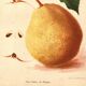 Botanical engraving 1911 - Bonne de Beaupry pear - natural fruit