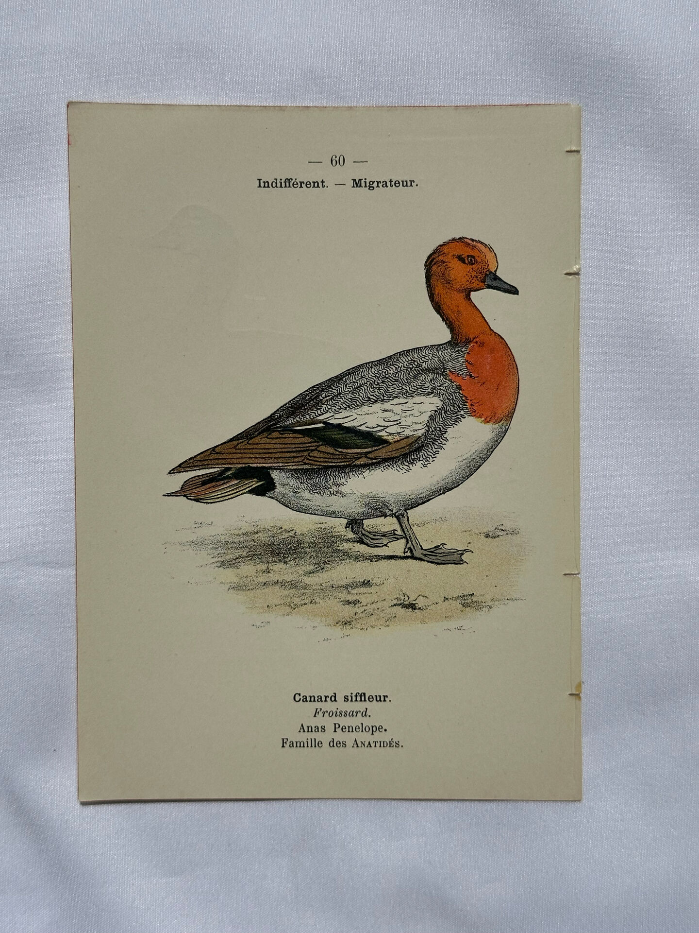 Botanical Plate Engraving of Birds, Naturalist, 19th Century, Double-sided A