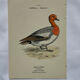 Botanical Plate Engraving of Birds, Naturalist, 19th Century, Double-sided A