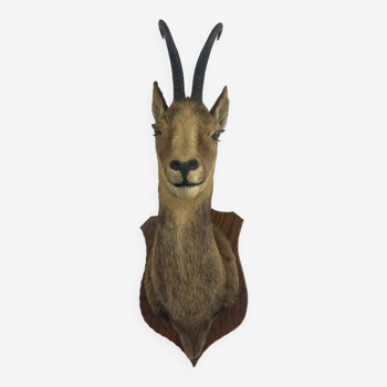 Izard head, taxidermy