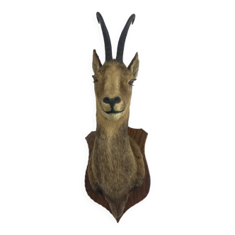 Izard head, taxidermy