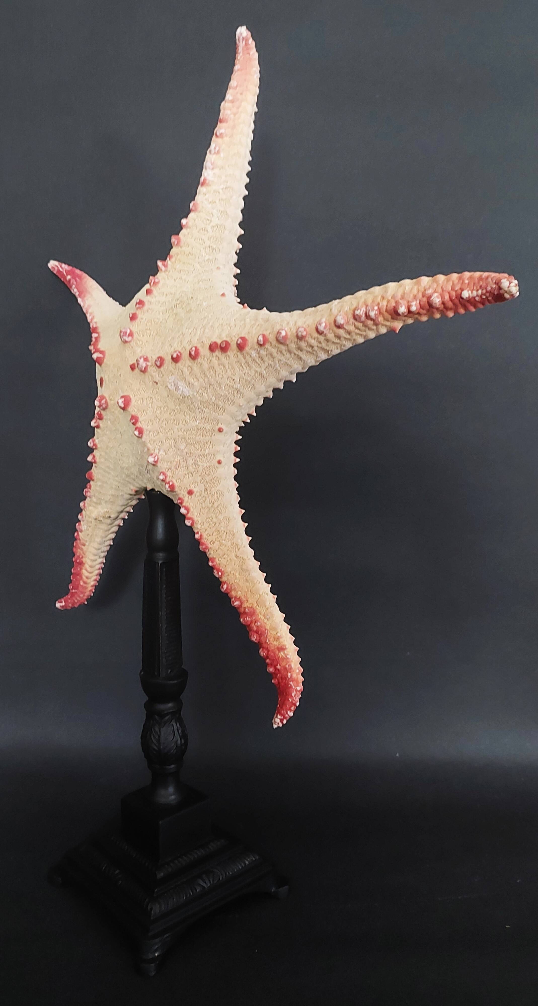 Cabinet of Curiosities starfish poraster superbus on base