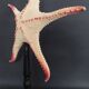 Cabinet of Curiosities starfish poraster superbus on base