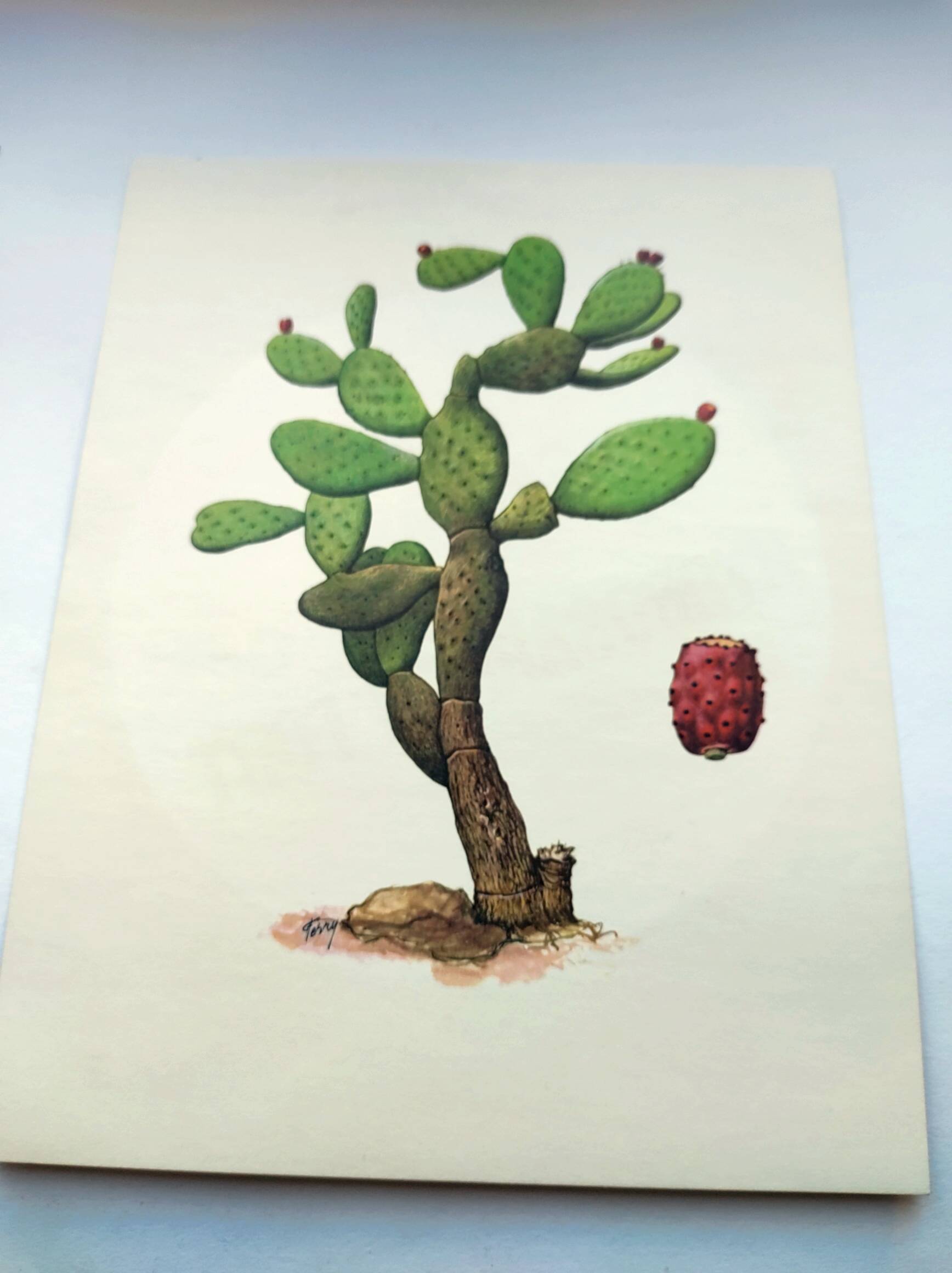 Illustration of a prickly pear tree - Vintage botanical nature plate 1960