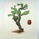 Illustration of a prickly pear tree - Vintage botanical nature plate 1960