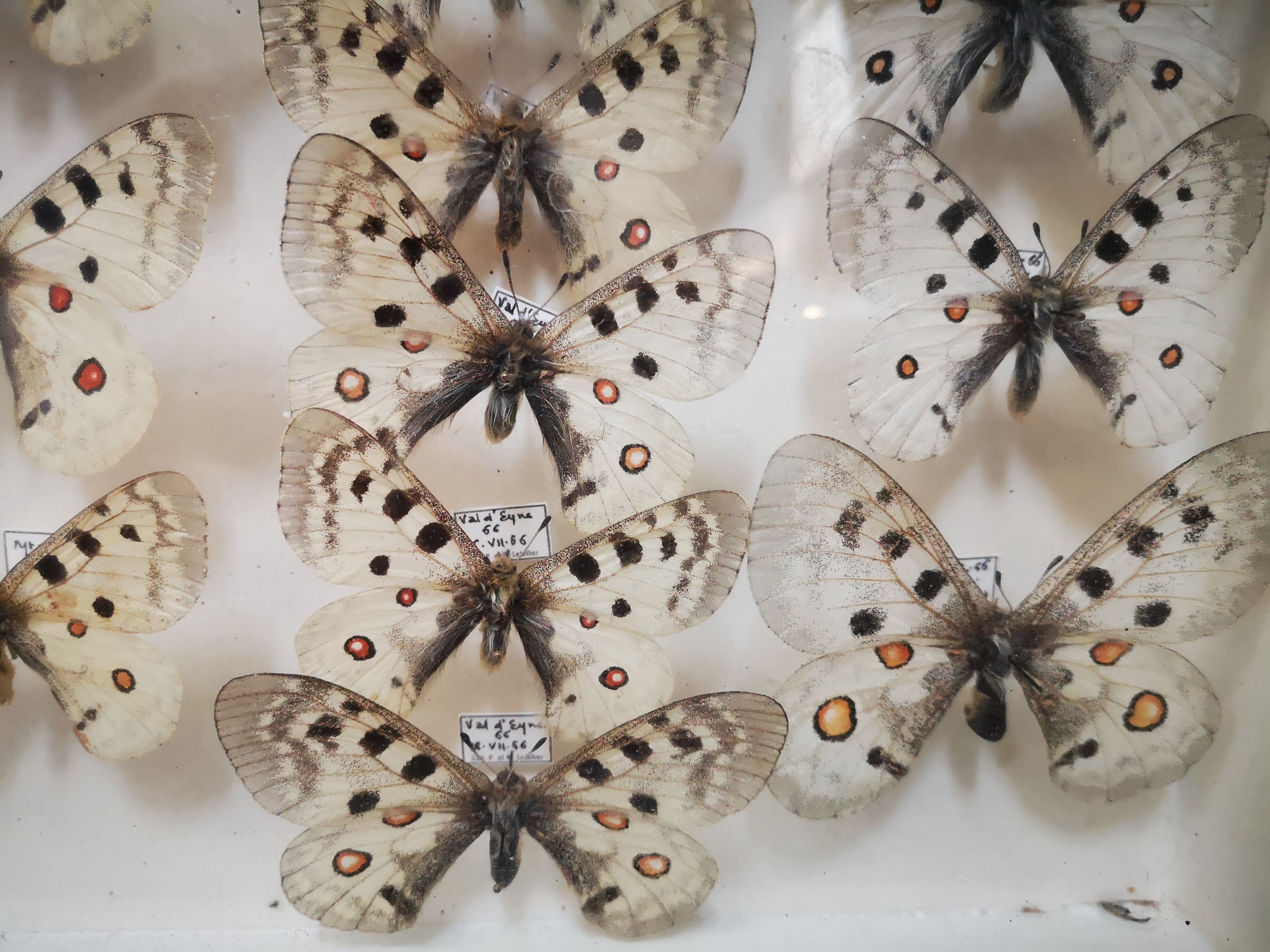 Carde ancient butterflies