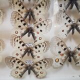 Carde ancient butterflies