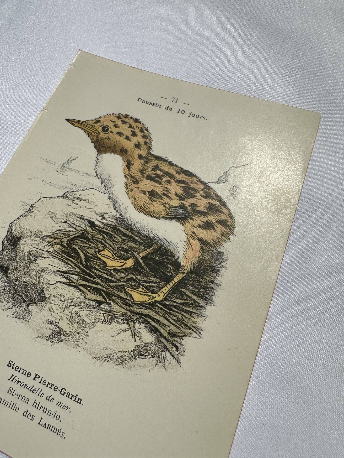 🐦 Botanical Plate Engraving of Birds Naturalist 19th Century Double-Sided A