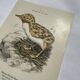 🐦 Botanical Plate Engraving of Birds Naturalist 19th Century Double-Sided A