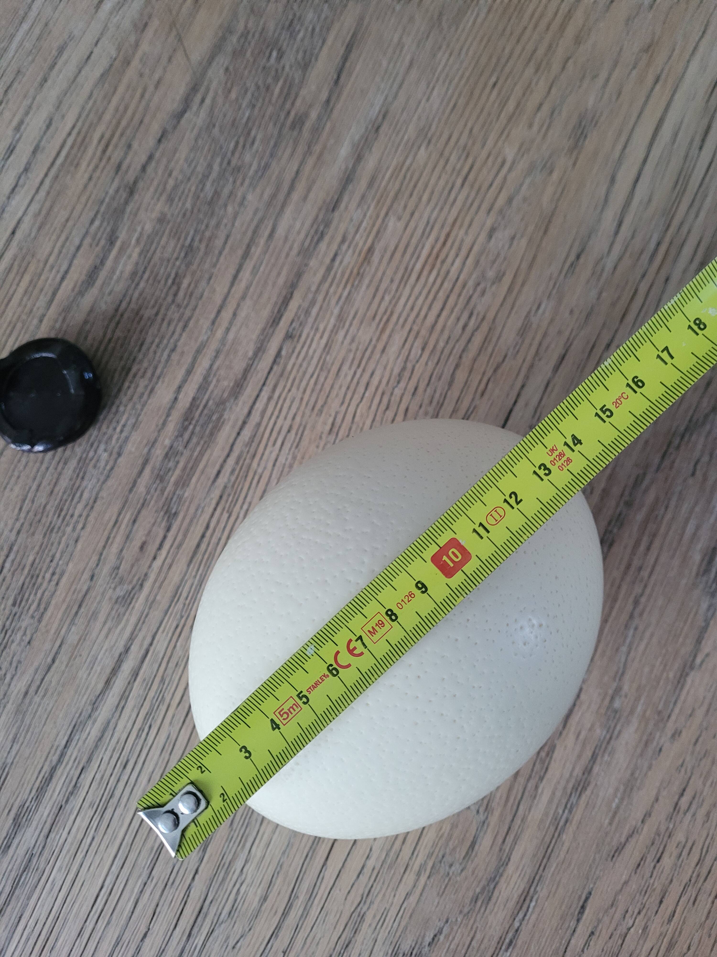 Ostrich egg with support