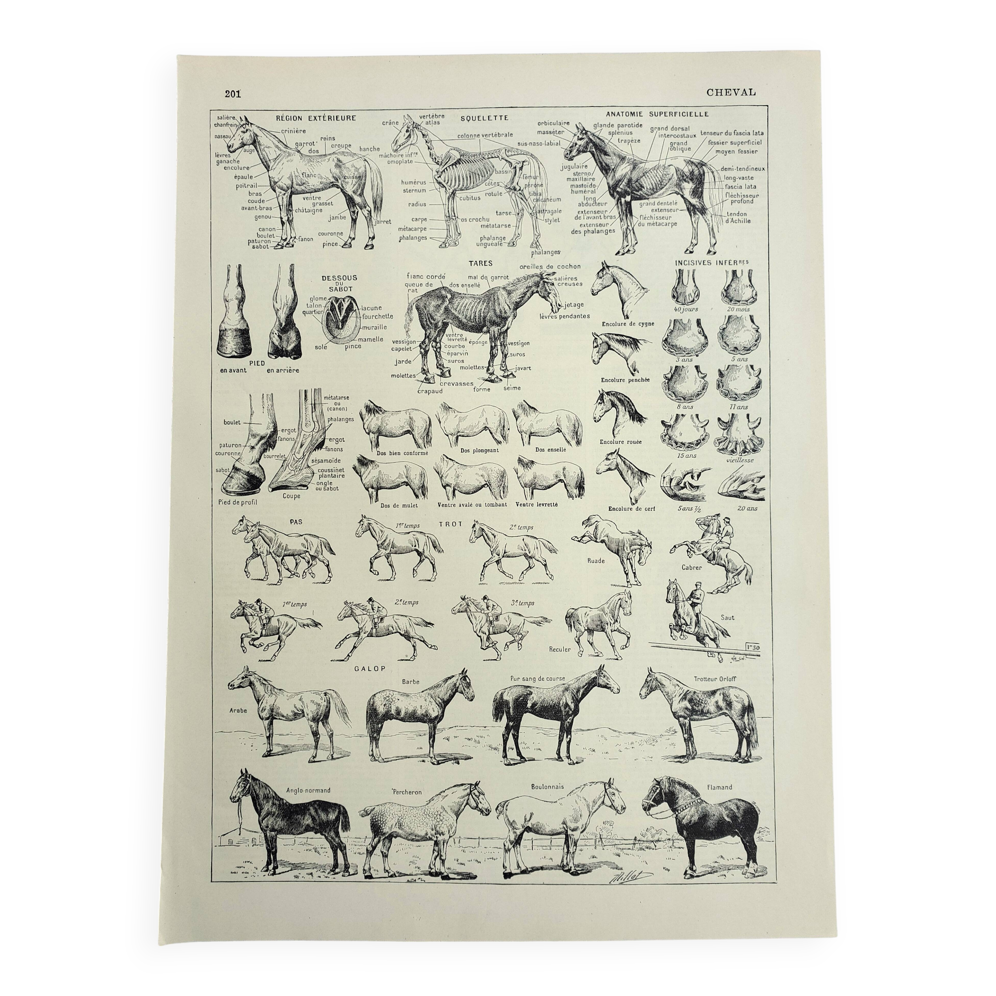 Antique engraving 1928, Horse, anatomy, breeds, mount, gallop • Lithograph, original illustration
