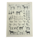 Antique engraving 1928, Horse, anatomy, breeds, mount, gallop • Lithograph, original illustration