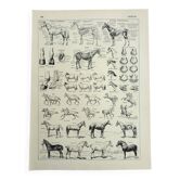 Gravure ancienne 1928, Cheval, anatomie, races, monture, galop • Lithographie, illustration original