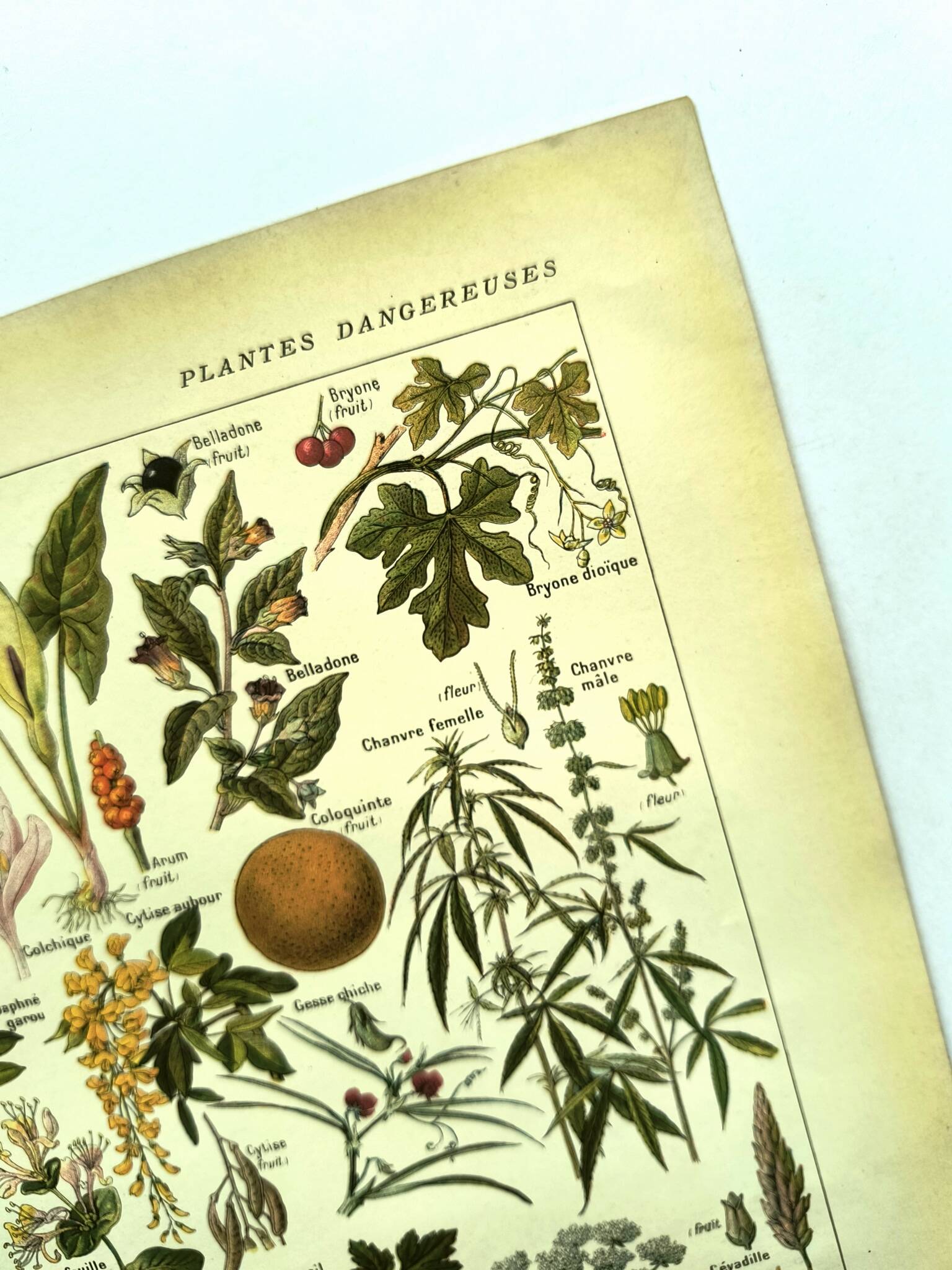 Gravure vintage de 1925 • Plantes dangereuses 1 •  planche vintage ancien