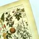 Gravure vintage de 1925 • Plantes dangereuses 1 •  planche vintage ancien