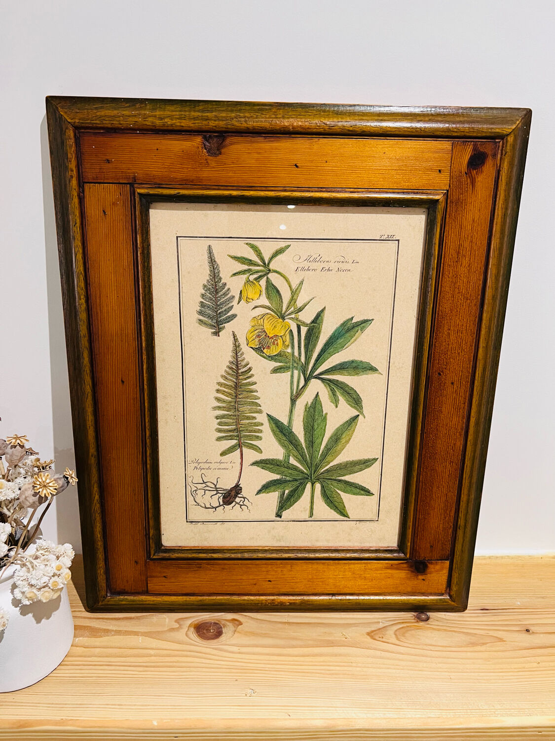 Vintage herbarium frame