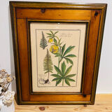 Vintage herbarium frame