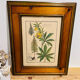 Cadre herbier vintage