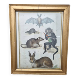 Gravure ancienne animalière