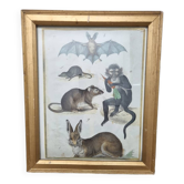 Gravure ancienne animalière