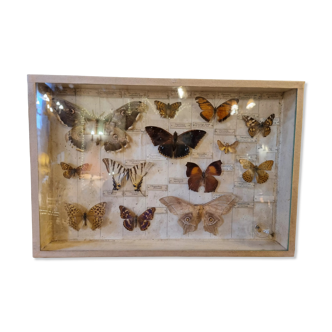 Entomology box butterflies
