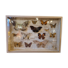 Entomology box butterflies