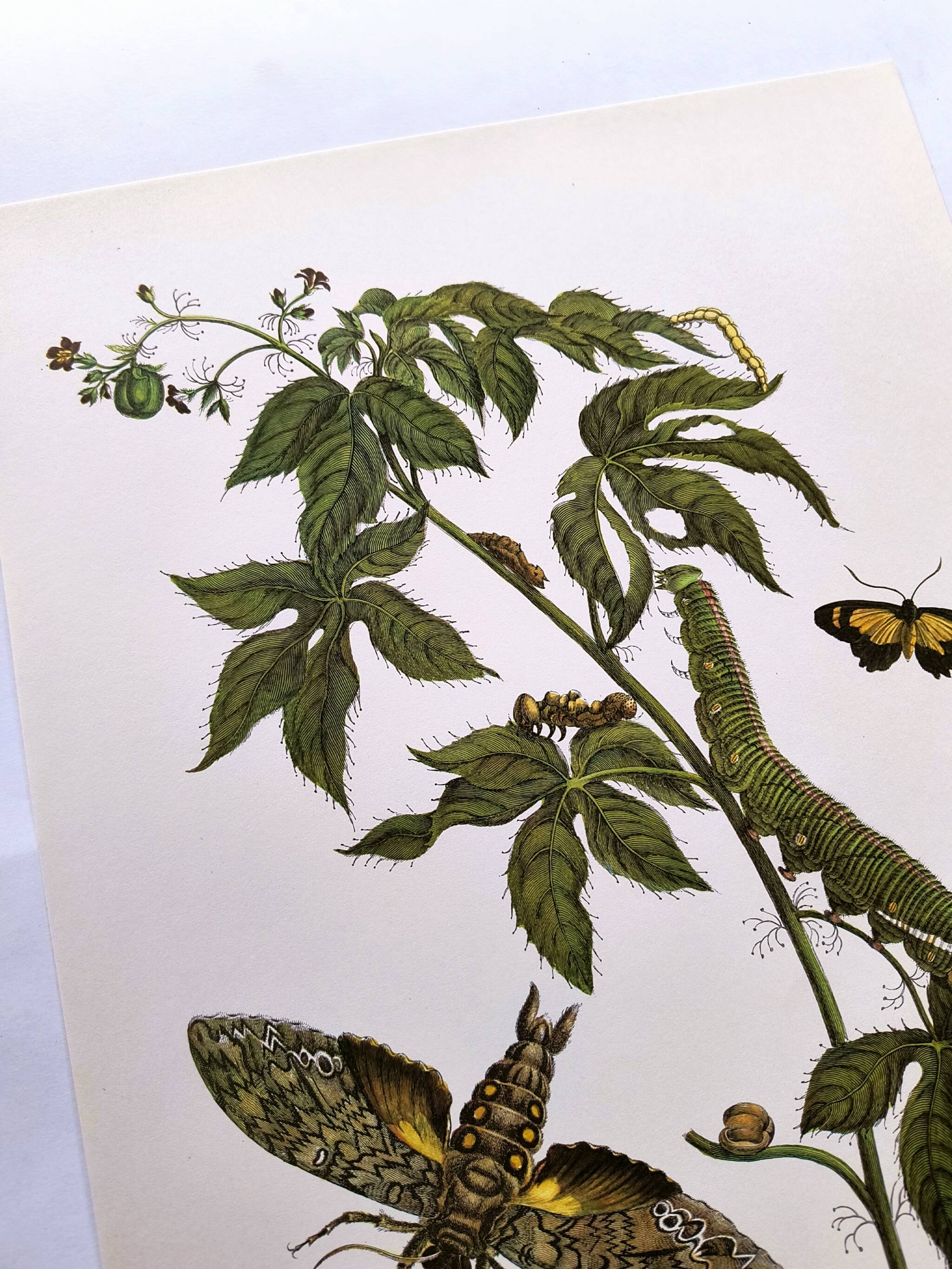 Vintage Illustration - Tropical Sphinx and Exotic Plant - by Merian