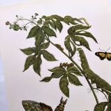 Vintage Illustration - Tropical Sphinx and Exotic Plant - by Merian