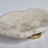 Old white coral on brass base "Pacific Shell", 28 cm