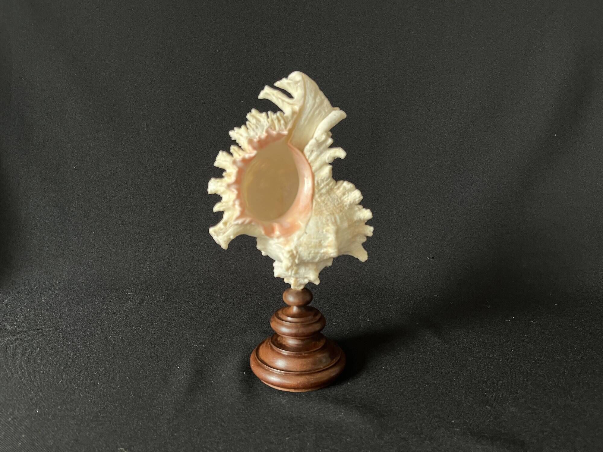 Murex Ramosus shell on turned wooden boxwood base old cabinet of curiosities