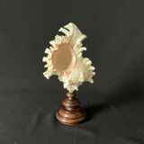 Murex Ramosus shell on turned wooden boxwood base old cabinet of curiosities