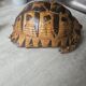 Tortue naturalise