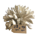Elkhorn coral