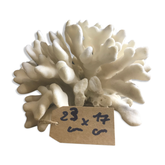 Elkhorn coral