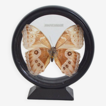 Vitrine papillon