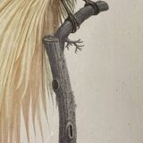 Bird Illustration