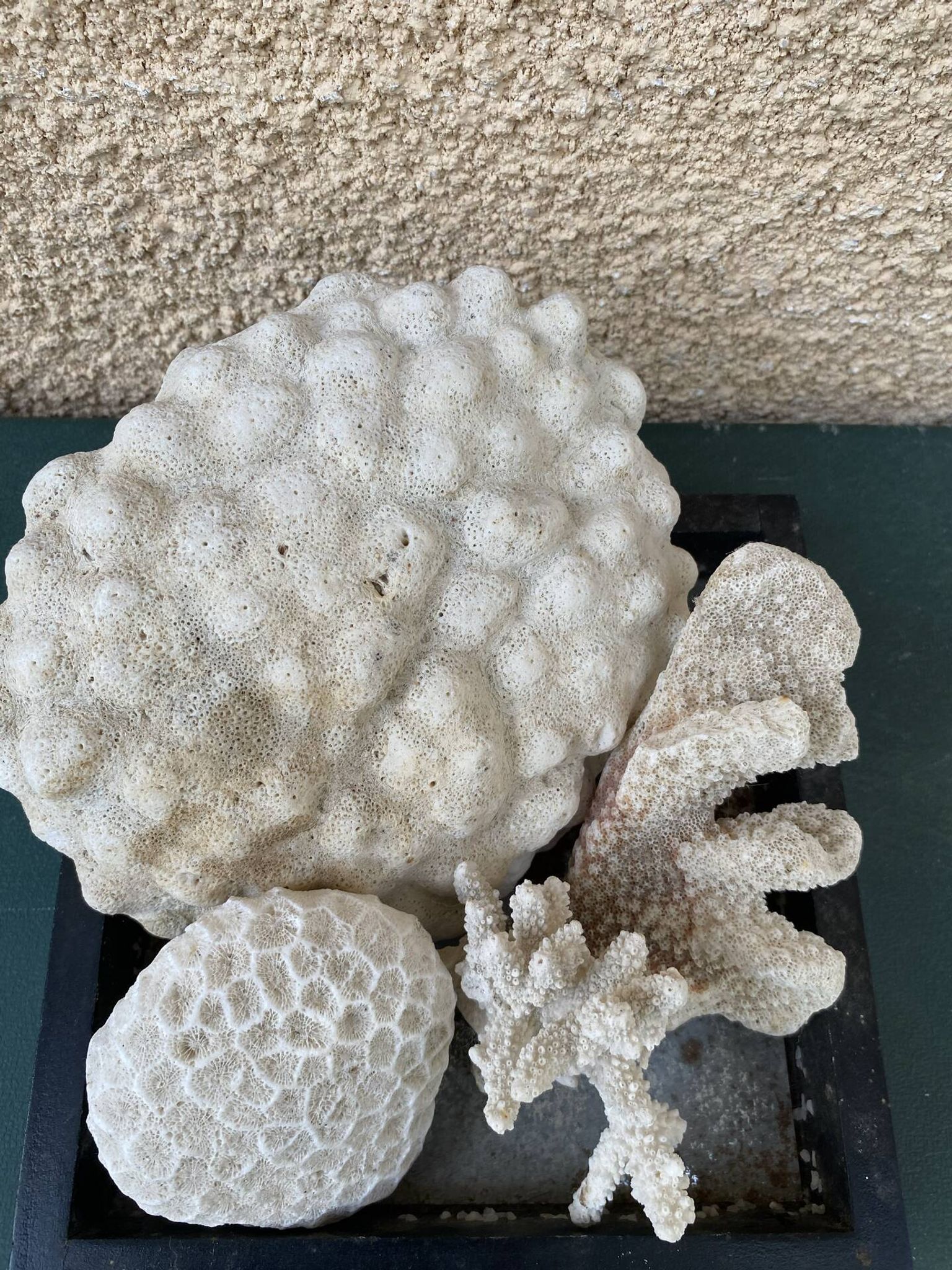 Magnifique Lot de Coraux Blancs Naturels – Cabinet de Curiosités & Déc