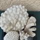 Magnificent Set of Natural White Corals – Curiosity Cabinet & Décor