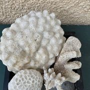 Magnifique Lot de Coraux Blancs Naturels – Cabinet de Curiosités & Déc