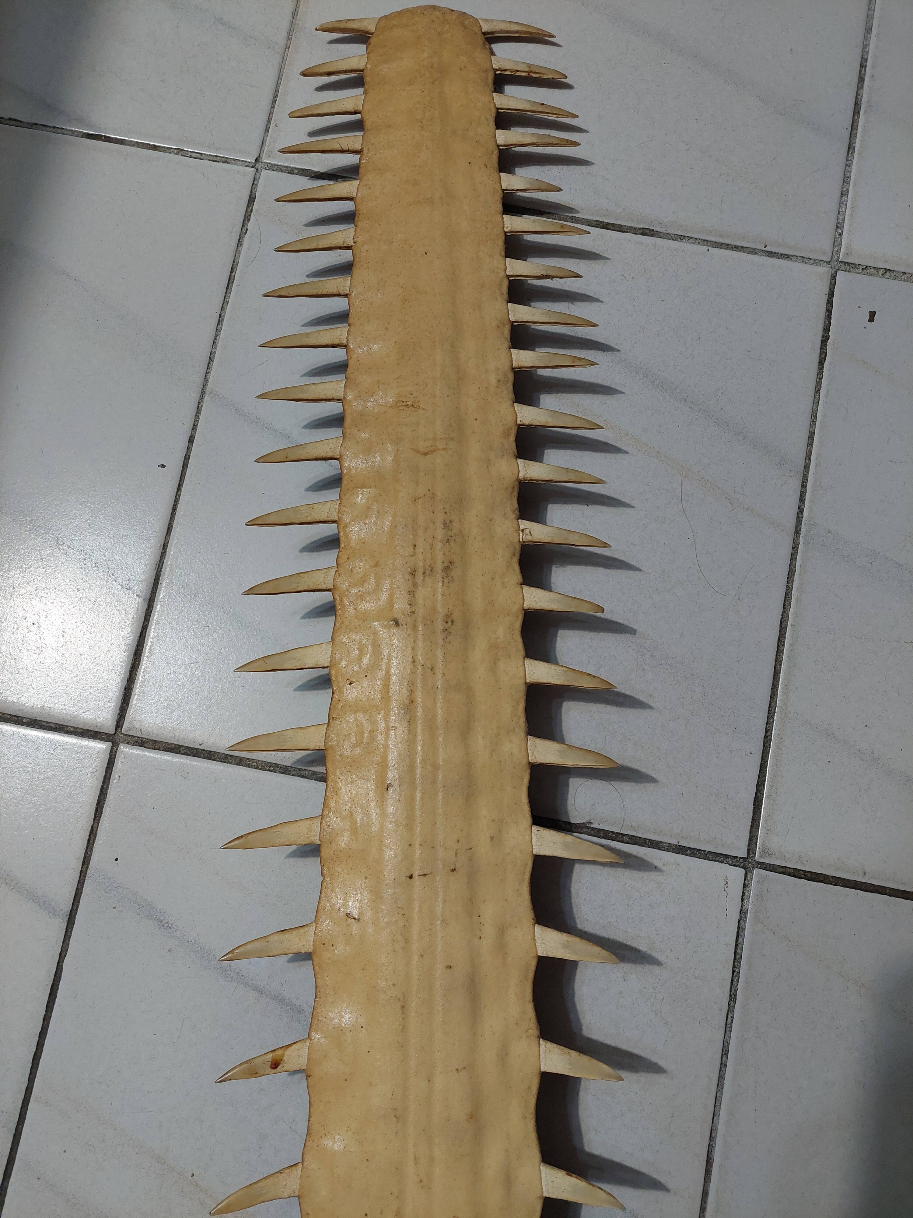 LARGE SAWFISH ROSTRUM